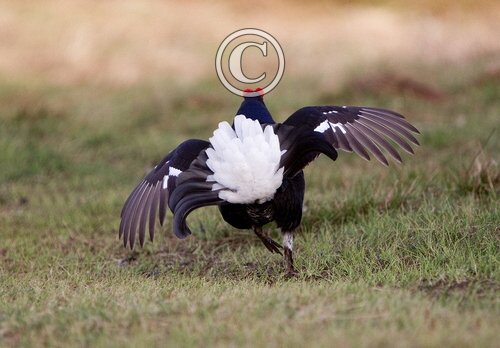 Black Grouse DM0998